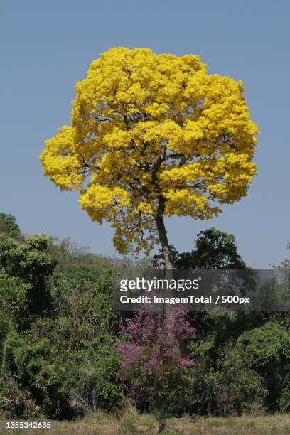 low angle view of yellow flowering plant against clear sky,mato grosso,brazil - fotografia imagem foto e immagini stock