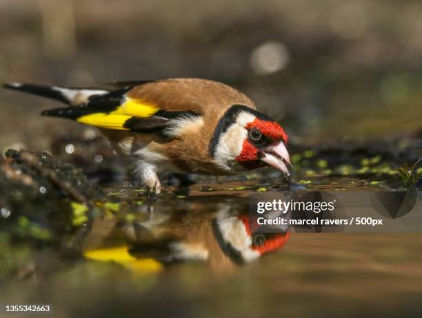 close-up of gold finch perching on water - carduelis carduelis stock pictures, royalty-free photos & images