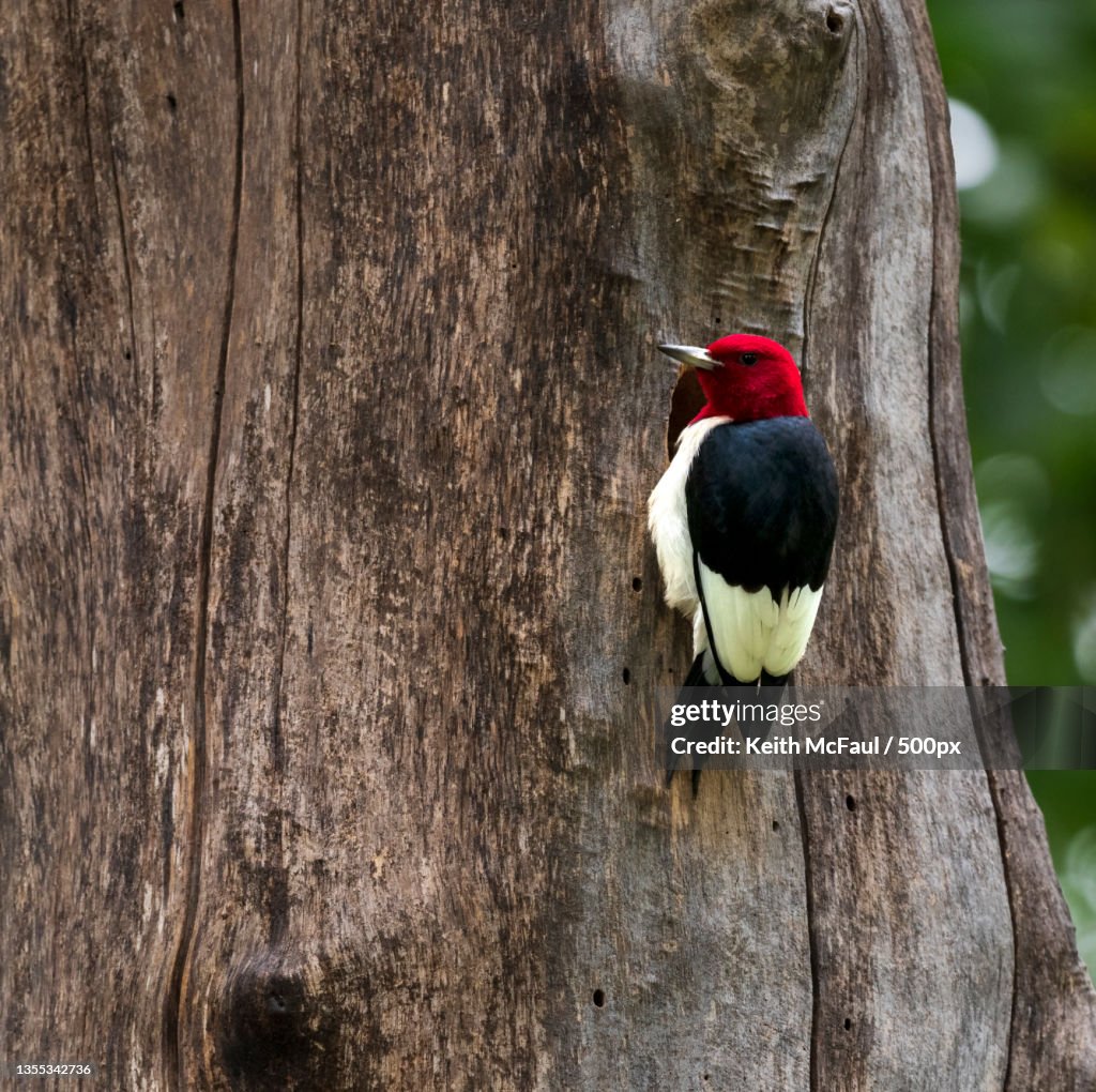 Close-up of woodpecker perching on tree trunk,Lee Creek Park,United States,USA