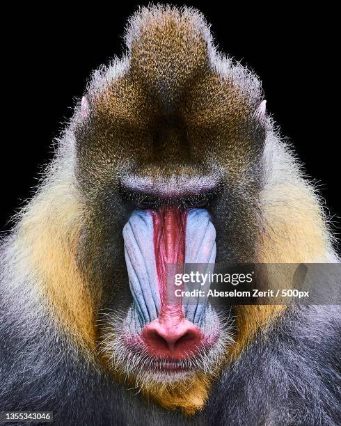 Mandrill Java Mandrill Photos and Premium High Res Pictures - Getty Images