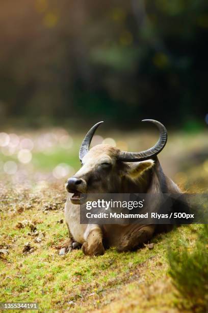 close-up of goat on field,ooty,tamil nadu,india - wild cattle stock-fotos und bilder