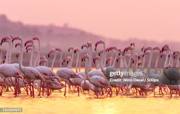 close-up of flamingos,mumbai,maharashtra,india - greater flamingo stock pictures, royalty-free photos & images