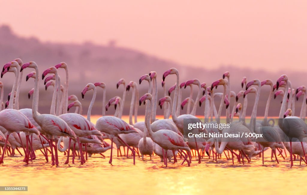 Close-up of flamingos,Mumbai,Maharashtra,India