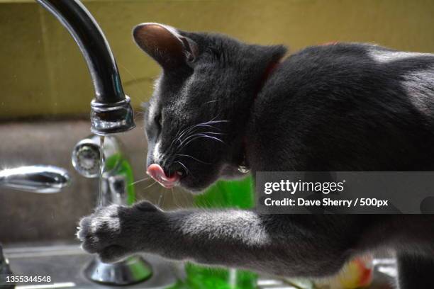 close-up of cat drinking water from faucet - cat drinking water stock pictures, royalty-free photos & images
