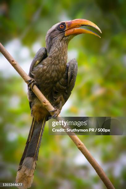 close-up of hornbill perching on branch,kerala,india - african grey hornbill stock pictures, royalty-free photos & images