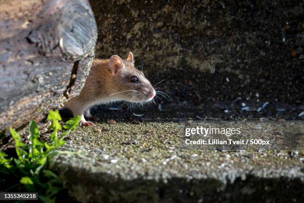 129 Wharf Rat Photos and Premium High Res Pictures - Getty Images 129 Wharf Rat Photos and Premium High Res Pictures - Getty Images