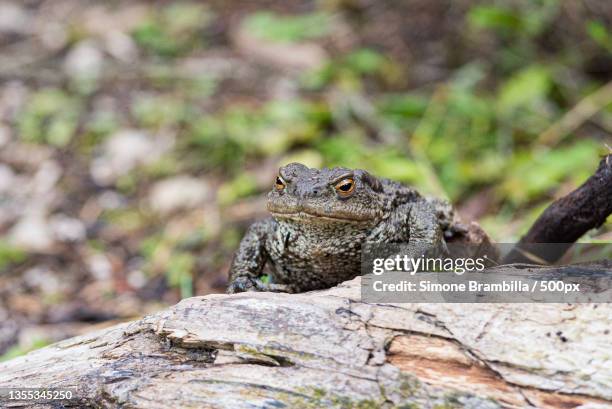 close-up of frog on rock,braies,bolzano,italy - giant frog stock pictures, royalty-free photos & images