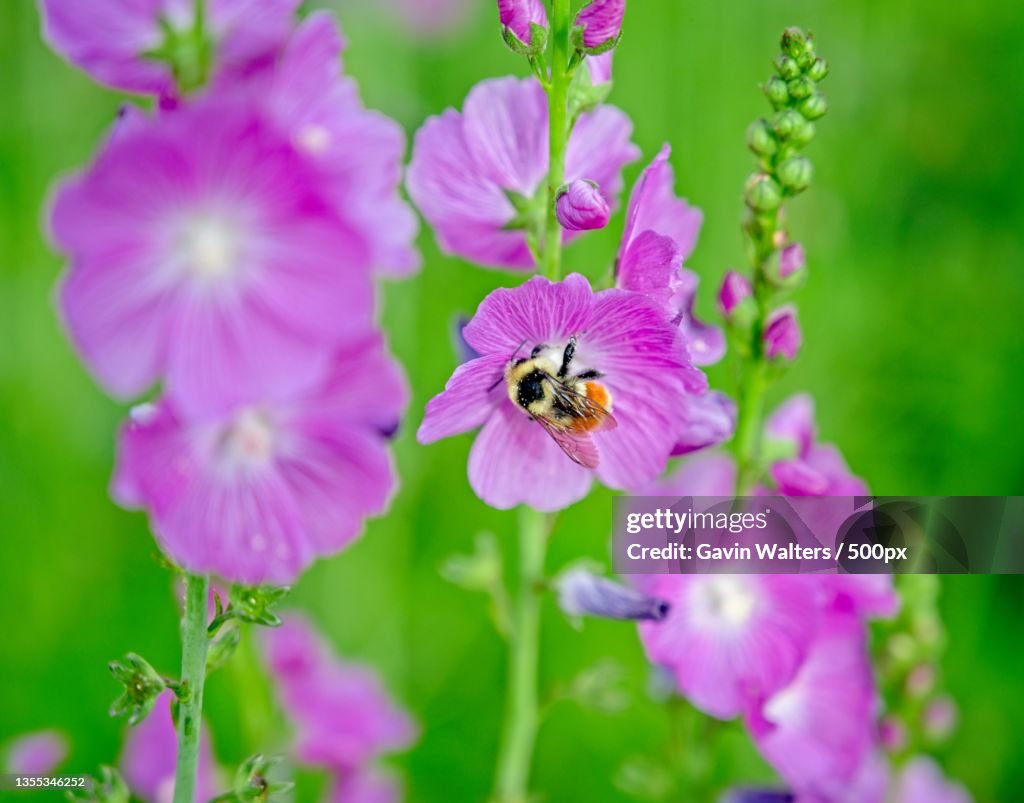 Close-up of bee pollinating on purple flower