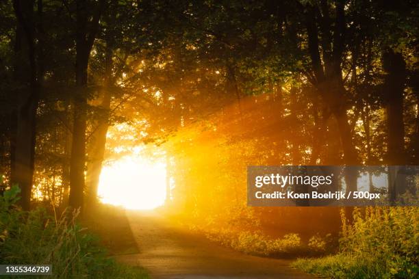 trees in forest during sunset,het amsterdamse bos,amstelveen,netherlands - amsterdamse bos stock pictures, royalty-free photos & images