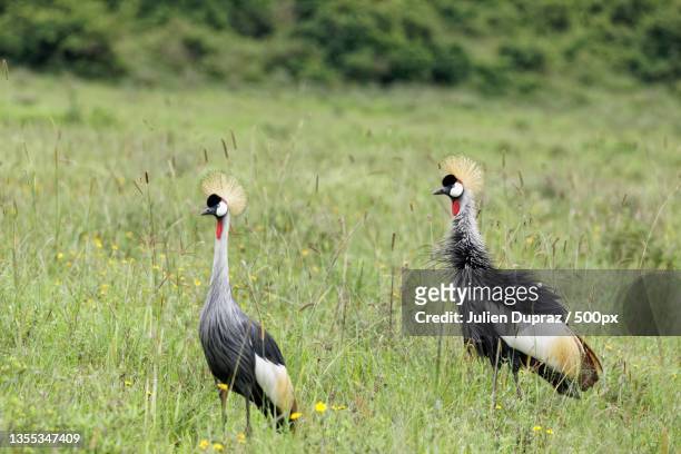 close-up of birds perching on grassy field - gru coronata grigia foto e immagini stock