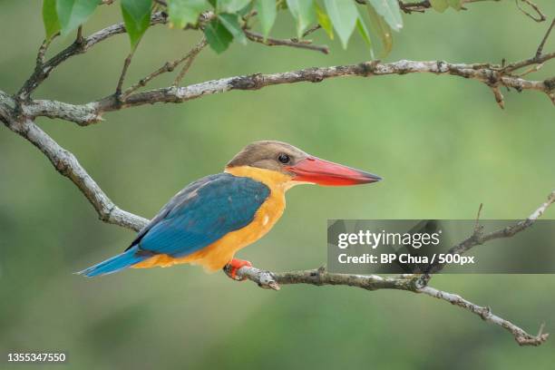 close-up of kingfisher perching on branch - tiny creek stock pictures, royalty-free photos & images