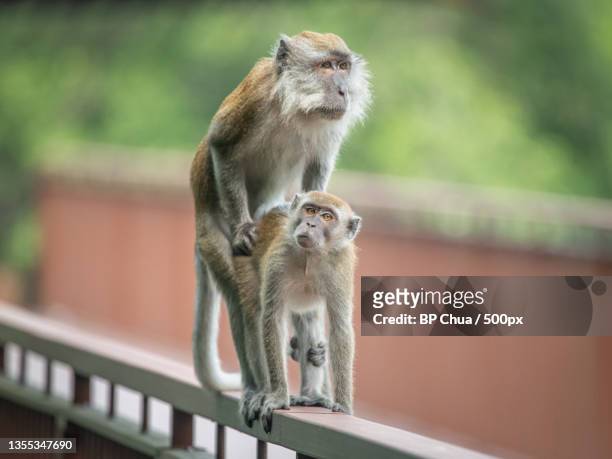 low angle view of monkeys on railing,sungei buloh wetland reserve,singapore - macaque stock-fotos und bilder