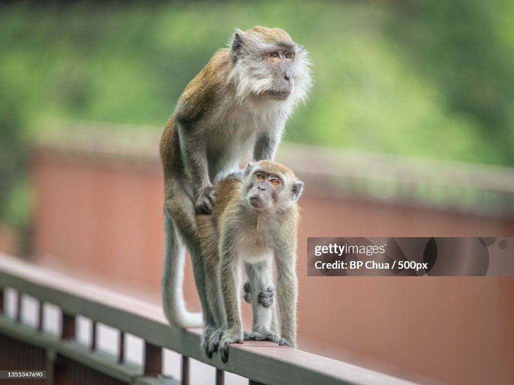 Low angle view of monkeys on railing,Sungei Buloh Wetland Reserve,Singapore