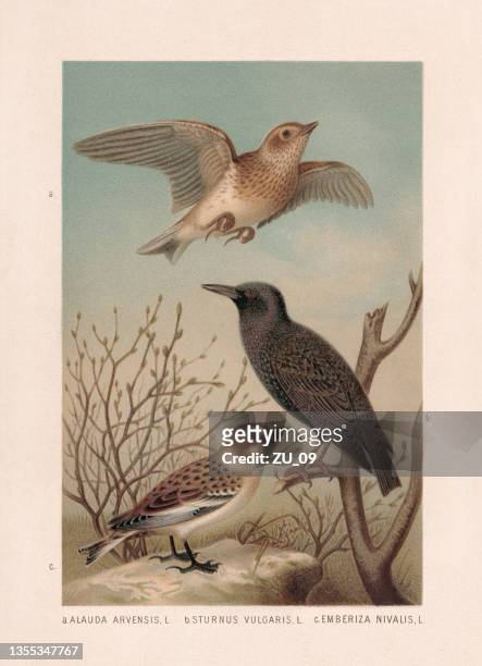 passeriformes: feldlerche, star und schneeammer, chromolithographie, veröffentlicht 1887 - starling stock-grafiken, -clipart, -cartoons und -symbole