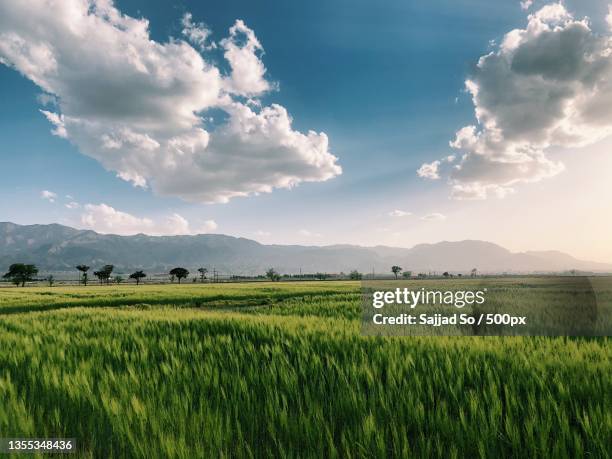 Persian Rice Field Iranian Rice Photos and Premium High Res Pictures - Getty Images