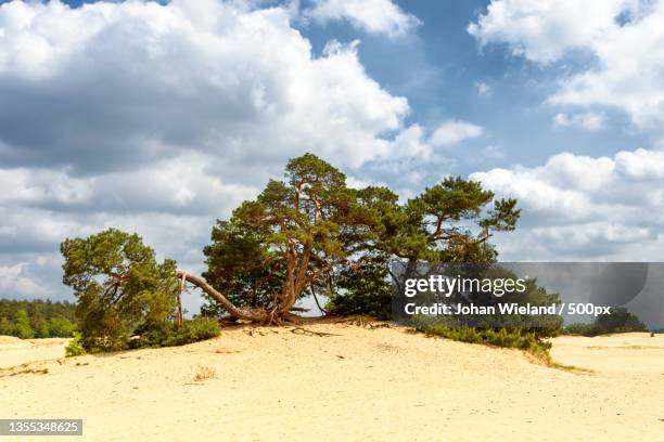 trees on field against sky - veluwe stock-fotos und bilder