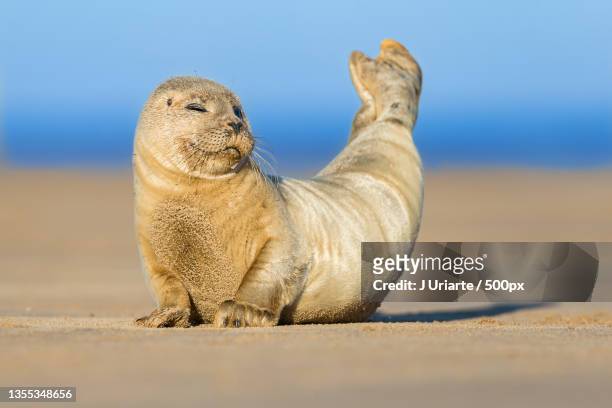 close-up of seal on beach,donna nook,louth,united kingdom,uk - zeehond stockfoto's en -beelden