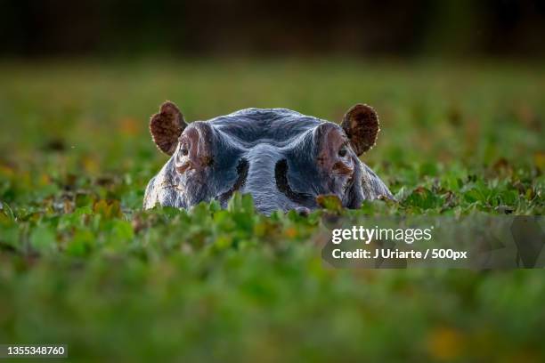 close-up of frog on field,maasai mara national reserve,kenya - hipopotamo stock pictures, royalty-free photos & images