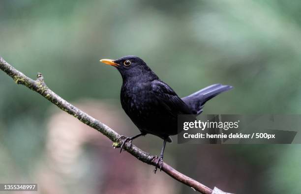 close-up of blacksongthrush perching on branch,netherlands - merel stockfoto's en -beelden