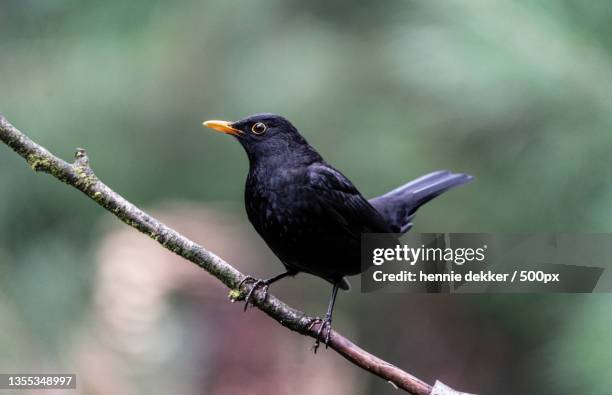 close-up of blacksongthrush perching on branch,netherlands - blackbird stock pictures, royalty-free photos & images