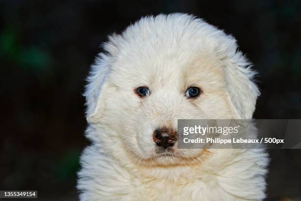 close-up portrait of purebred maremma sheepdog,campis,le vigan,france - pastore maremmano stockfoto's en -beelden