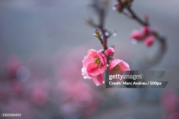 close-up of pink cherry blossom - fleur macro stock pictures, royalty-free photos & images