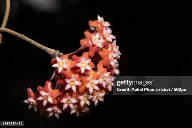 close-up of flowers against black background - aukid stock-fotos und bilder