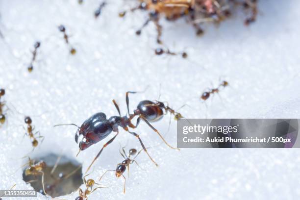 group of ants shares food - aukid stock-fotos und bilder