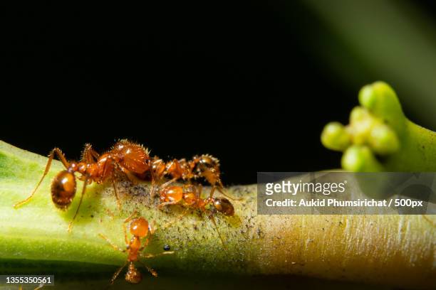 close-up of ants on leaf against black background - aukid stock-fotos und bilder