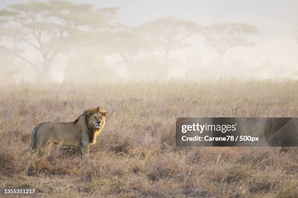 side view of lioness standing on grassy field,serengeti,tanzania - serengeti national park stock pictures, royalty-free photos & images