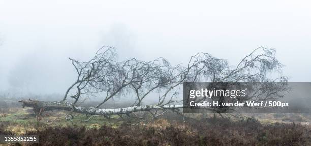 trees on field against sky during foggy weather - landschap natuur stock pictures, royalty-free photos & images