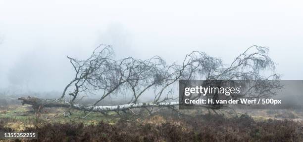 trees on field against sky during foggy weather - landschap natuur 個照片及圖片檔