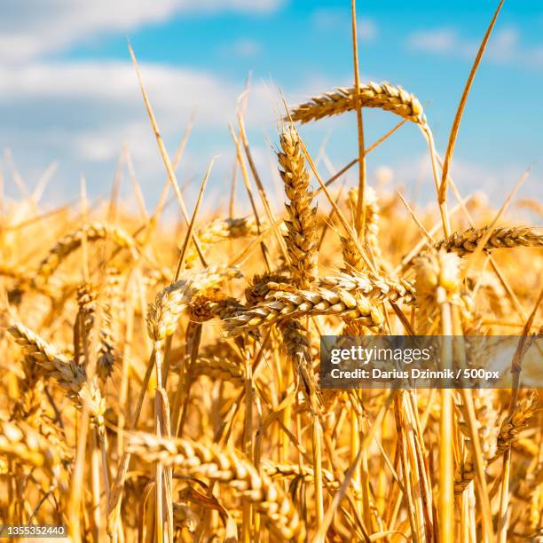 close-up of wheat field against sky - hintergrund grün foto e immagini stock