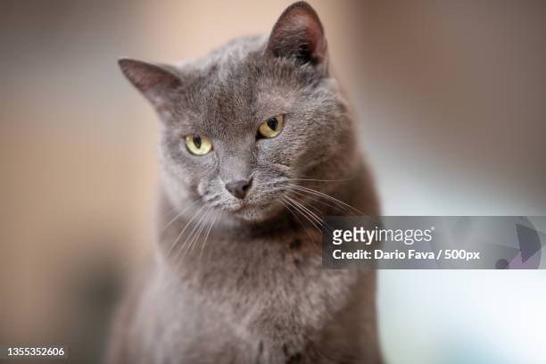 close-up portrait of a cat - purebred cat - fotografias e filmes do acervo