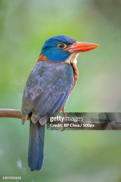 close-up of kingfisher perching on branch,ranowulu,sulawesi utara,indonesia - birds indonesia stock pictures, royalty-free photos & images