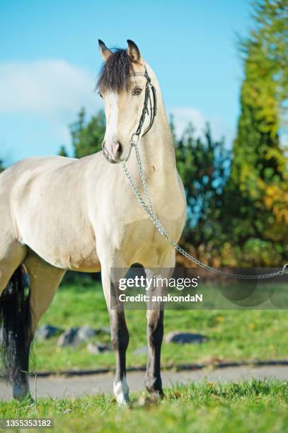 beautiful light-buckskin welsh pony posing in nice stable garden. autumn season - buckskin horse stock pictures, royalty-free photos & images