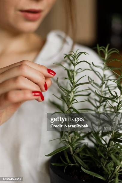 a beautiful woman caring about rosemary plant - rosemary stock pictures, royalty-free photos & images