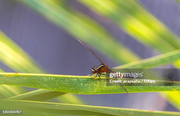 Bhanwar Insect Buniadpur Photos and Premium High Res Pictures - Getty Images