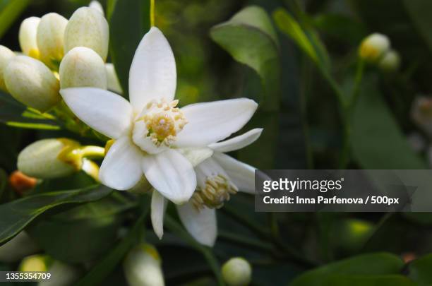 close-up of white flowering plant,spain - オレンジの木 ストックフォトと画像