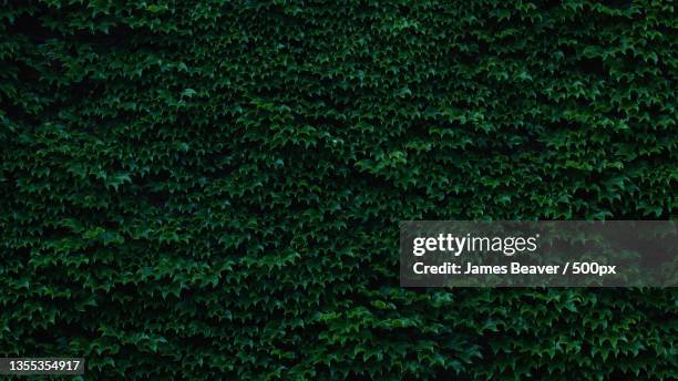 full frame shot of ivy growing on tree - hecke stock-fotos und bilder