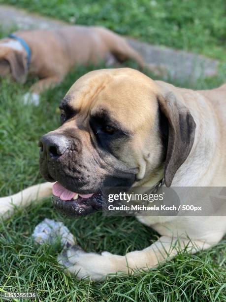 close-up of mastiff sitting on grass - boerboel stock-fotos und bilder