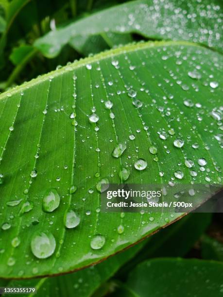 close-up of raindrops on leaves,gulfport,united states,usa - gulfport stock-fotos und bilder