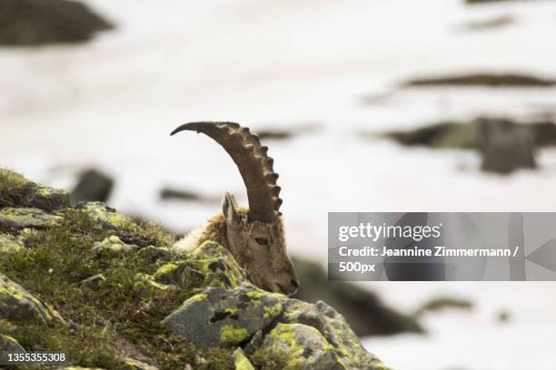 close-up of animal on rock,passo della novena,bedretto,switzerland - swiss ibex stockfoto's en -beelden