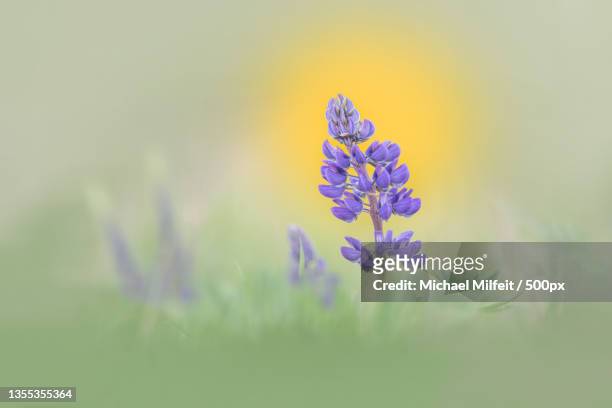 close-up of purple flowering plant on field,germany - wildblume 個照片及圖片檔