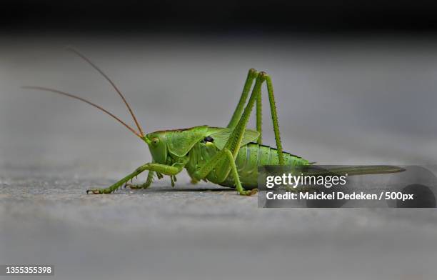 close-up of grasshopper on surface,harelbeke,belgium - katydid stock pictures, royalty-free photos & images