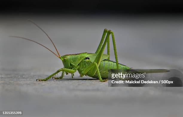 close-up of grasshopper on surface,harelbeke,belgium - gafanhoto verde norte americano imagens e fotografias de stock