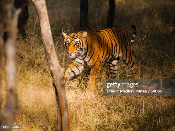 side view of tiger standing on field,ranthambore national park,india - ranthambore national park stock-fotos und bilder