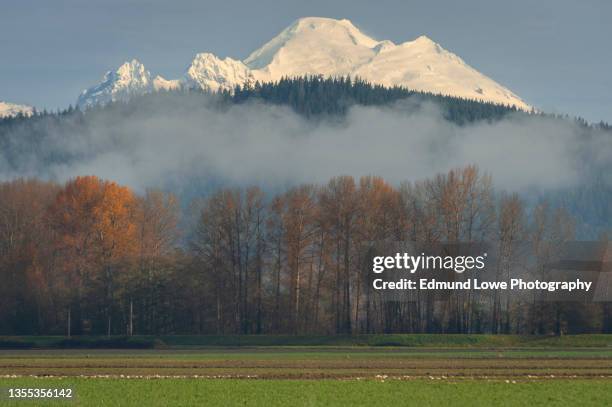 mt. baker as seen from the skagit valley, washington. - mt baker stock pictures, royalty-free photos & images