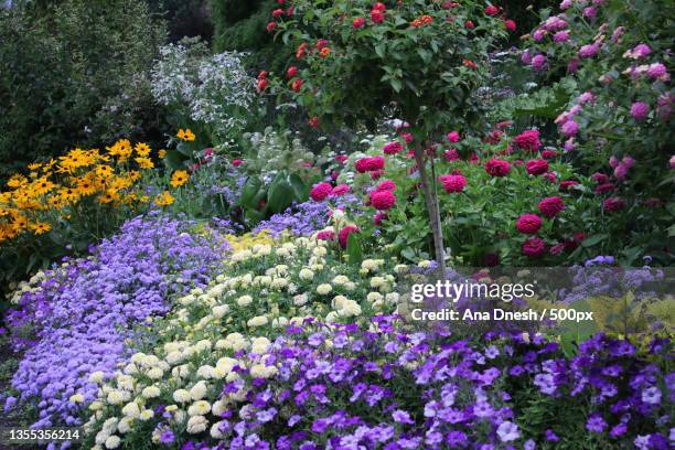 close-up of purple flowering plants in park,queen elizabeth park,canada - anual característica de planta fotografías e imágenes de stock