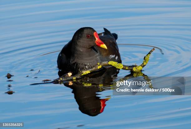 close-up of duck swimming on lake,zaandam,netherlands - moeras stockfoto's en -beelden